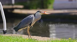 Amusing slow motion footage of Grey Heron trying to swallow a fish