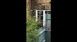 Squirrel eating a piece of bread in the garden