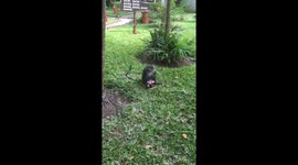 Monkey eating chocolates