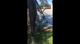 Two Cats one pool net