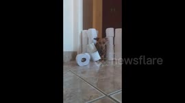 Daring Dachshund from South Africa takes on the jumping toilet paper challenge during the coronavirus lock down.
