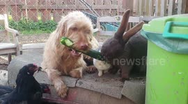 Kalle Feeds his little friends