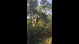 Baboon in a Tree
