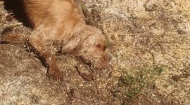 Dog enjoys getting his coat absolutely mucky!