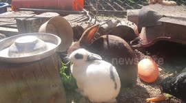 Rabbits don't want to share carrot
