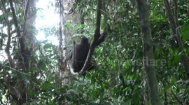 Swinging gorillas show perfect balance and surprising agility on massive jungle vine in Congo's Nouabalé-Ndoki National Park rainforest.