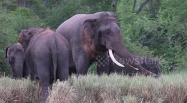 Enormous bull elephant looking for love in herd of females at Sri Lankan reserve