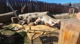 Dog is Chilling in the Sun