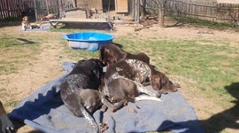 Puppies are playing together with a Ball