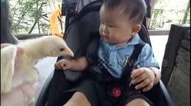 Adorable moment of a curious baby tries to touch a chick