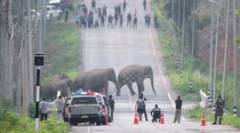 Breathtaking moment herd of elephants hold up traffic to cross road in Thailand