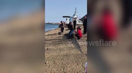Outrage after Chinese tourist grabs seagull for photos and violently throws it away