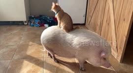 Rescued pig makes life long friends with other pets at US animal sanctuary