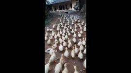 Vietnamese farmer guides hundreds of ducklings back to their home
