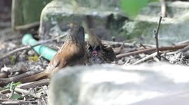Dunnock love birds