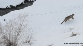 Rare footage shows snow leopard roaming in the Himalayas
