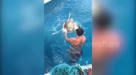 Amazing rescue for a turtle stuck in fishing nets in the Maldives