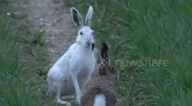 'Rare' white hare spotted in Yorkshire, UK