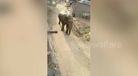 Elephant's presence leaves several residents tensed in eastern Indian village
