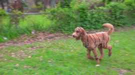 Baby Tiger King