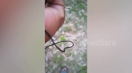 Farmer Picks Up Strange Horsehair Worm