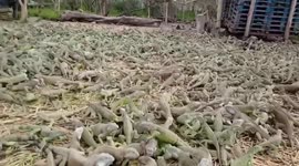 Feeding Time At Iguana Farm