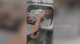 This dog loves being shampooed in the kitchen sink