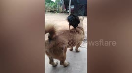 Chicken Rides On Dog's Back