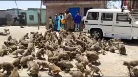 Animal-loving police officers feed monkeys and cows during India lockdown