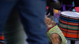 Adorable stray dog in vest enjoying afro batucada in Chile, looks happy