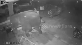 Moment angry elephant charges at officials who try to drive it away