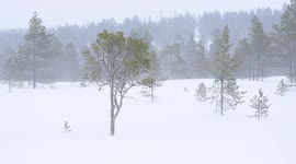 Late winter snowstorm sweeps across northern Sweden