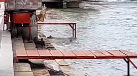 Group of monkeys playing and swimming near bank of holy river Ganga amid lockdown in Northern India