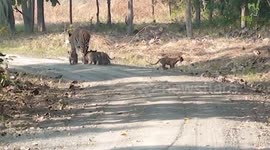 Tiger mama leads litter of five cubs through country roads in north India