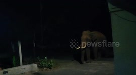 Elephant strays into neighbourhood amid COVID-19 lockdown in southern India