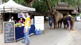 Elephants struggling with tourism shut-down serve food from street stall
