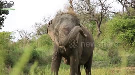 Abused captive elephant celebrate one year of freedom in north India