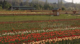 Tulip Festival in Srinagar shutdown due to the coronavirus pandemic