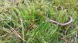 Slow worm in a garden