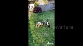 'Happy bubble pups'! Puppies in Washington enjoy a day full of bubbles