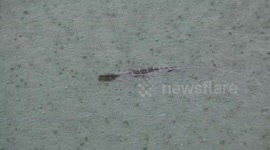A monitor lizard swimming in a pond, during a heavy rain shower.