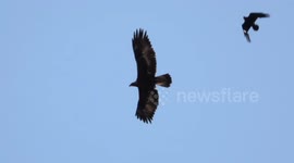 Golden Eagle attacked by Ravens
