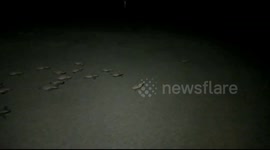 85 new hawksbill turtles are hatched directly released to the sea by the election officer for the sand turtle, Padang City