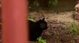 a black cat during the confinement of the coronavirus in the streets of Madrid, while it rains