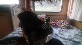 Big dog and tiny chicks become unlikely friends
