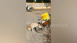 Pet dog and chicken eat lunch together