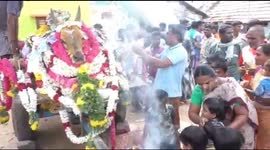Villagers Pay Tribute To Jallikattu Bull In Southern India.