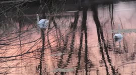 Swans swim in the pond