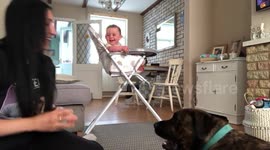 Adorable baby Percy laughs hysterically at his pet dog playing catch