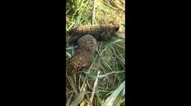 Villagers find adorable leopard cubs in sugarcane field